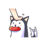 Kino The Siberian Husky（個別スタンプ：7）