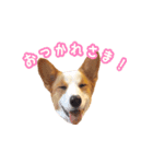 コーギーはな（個別スタンプ：3）