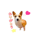 コーギーはな（個別スタンプ：4）