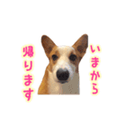 コーギーはな（個別スタンプ：10）