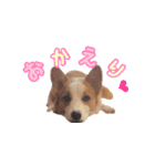 コーギーはな（個別スタンプ：12）