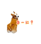 コーギーはな（個別スタンプ：13）