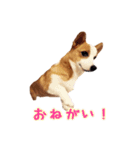 コーギーはな（個別スタンプ：16）