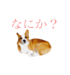 コーギーはな（個別スタンプ：19）