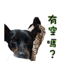 Black Dog~KUMI~(Chinese Version)（個別スタンプ：1）