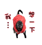 Black Dog~KUMI~(Chinese Version)（個別スタンプ：9）