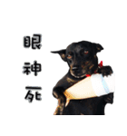 Black Dog~KUMI~(Chinese Version)（個別スタンプ：10）