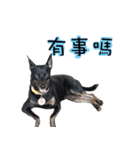 Black Dog~KUMI~(Chinese Version)（個別スタンプ：11）