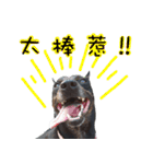 Black Dog~KUMI~(Chinese Version)（個別スタンプ：14）