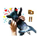 Black Dog~KUMI~(Chinese Version)（個別スタンプ：15）