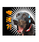 Black Dog~KUMI~(Chinese Version)（個別スタンプ：17）