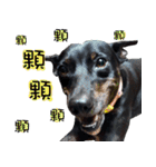 Black Dog~KUMI~(Chinese Version)（個別スタンプ：34）