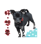 Black Dog~KUMI~(Chinese Version)（個別スタンプ：35）