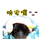 Black Dog~KUMI~(Chinese Version)（個別スタンプ：40）