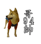 Didi of Shiba（個別スタンプ：1）
