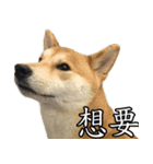 Didi of Shiba（個別スタンプ：3）