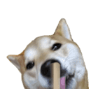 Didi of Shiba（個別スタンプ：5）