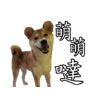 Didi of Shiba（個別スタンプ：6）