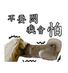 Didi of Shiba（個別スタンプ：8）