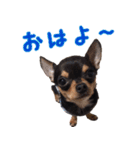 仲良しチワワのコロティアモ Vol.1（個別スタンプ：3）