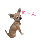 仲良しチワワのコロティアモ Vol.1（個別スタンプ：4）