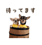 仲良しチワワのコロティアモ Vol.1（個別スタンプ：6）