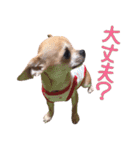 仲良しチワワのコロティアモ Vol.1（個別スタンプ：7）