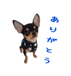 仲良しチワワのコロティアモ Vol.1（個別スタンプ：8）