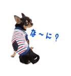 仲良しチワワのコロティアモ Vol.1（個別スタンプ：12）