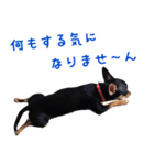 仲良しチワワのコロティアモ Vol.1（個別スタンプ：14）