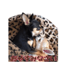 仲良しチワワのコロティアモ Vol.1（個別スタンプ：19）
