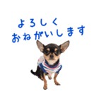 仲良しチワワのコロティアモ Vol.1（個別スタンプ：20）