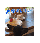 仲良しチワワのコロティアモ Vol.1（個別スタンプ：21）