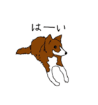 eye appeal dog（個別スタンプ：3）