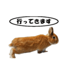 動く、ウサギのココア（個別スタンプ：5）