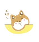 Q Shiba Inu（個別スタンプ：34）