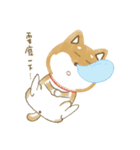 Q Shiba Inu（個別スタンプ：40）