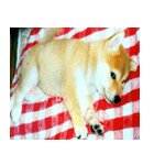 shiba my dog（個別スタンプ：13）