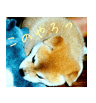 shiba my dog（個別スタンプ：14）