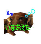 だいすきいちびー（個別スタンプ：37）