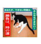 日本猫の銀、 写真バージョン10 合格祈願（個別スタンプ：6）