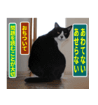 日本猫の銀、 写真バージョン10 合格祈願（個別スタンプ：9）