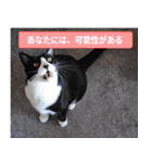 日本猫の銀、 写真バージョン10 合格祈願（個別スタンプ：12）