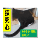 日本猫の銀、 写真バージョン10 合格祈願（個別スタンプ：19）