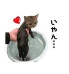 ミヌエットのショコラの子猫写真スタンプ1（個別スタンプ：1）