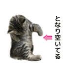ミヌエットのショコラの子猫写真スタンプ1（個別スタンプ：2）