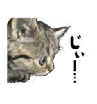 ミヌエットのショコラの子猫写真スタンプ1（個別スタンプ：3）