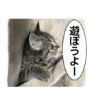 ミヌエットのショコラの子猫写真スタンプ1（個別スタンプ：4）