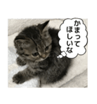 ミヌエットのショコラの子猫写真スタンプ1（個別スタンプ：5）