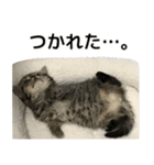 ミヌエットのショコラの子猫写真スタンプ1（個別スタンプ：7）
